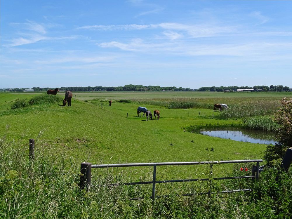 Hoogeland